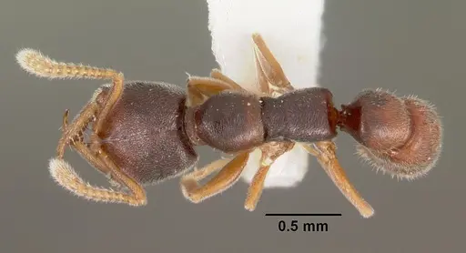 Fulakora papuana specimen