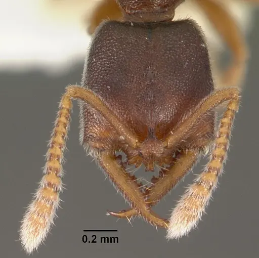 Fulakora papuana specimen