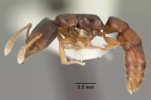 Fulakora papuana specimen