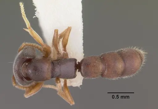 Fulakora papuana - CASENT0102475