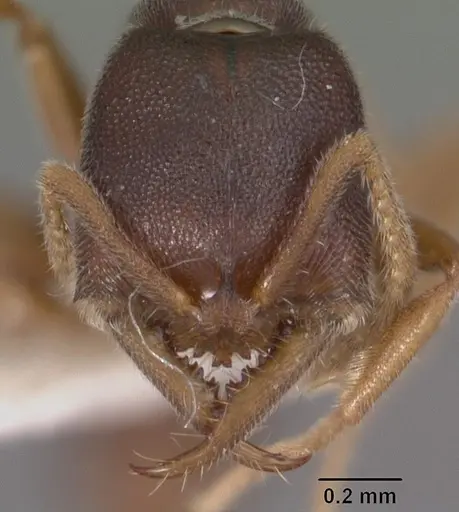 Fulakora papuana - CASENT0102475