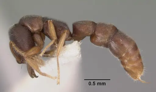 Fulakora papuana - CASENT0102475