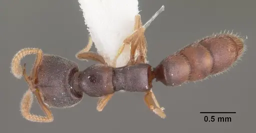 Fulakora papuana - CASENT0102476