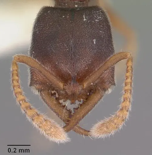 Fulakora papuana - CASENT0102476