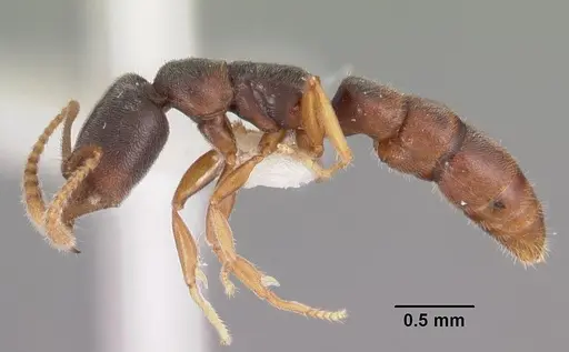 Fulakora papuana - CASENT0102476