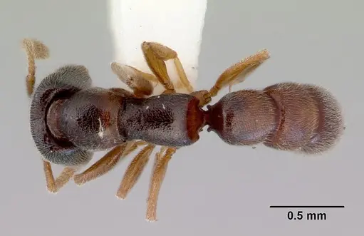 Fulakora papuana - CASENT0172236