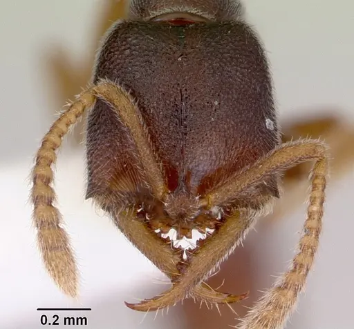 Fulakora papuana - CASENT0172236