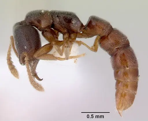 Fulakora papuana - CASENT0172236