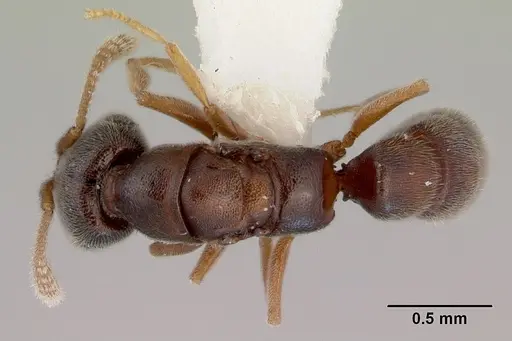 Fulakora papuana - CASENT0172237