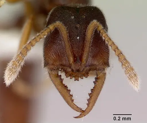 Fulakora papuana - CASENT0172237