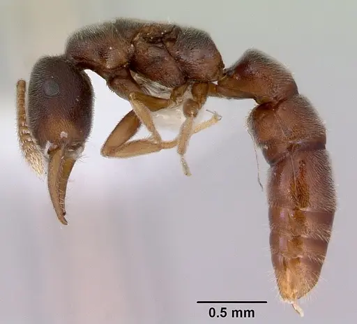 Fulakora papuana - CASENT0172237