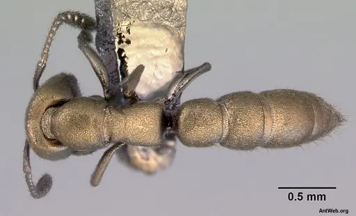 Fulakora papuana - CASENT0172261