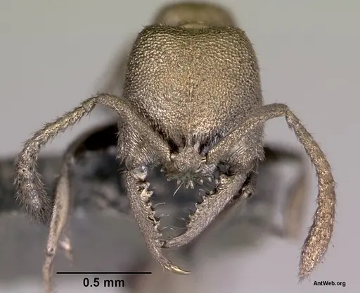 Fulakora papuana - CASENT0172261