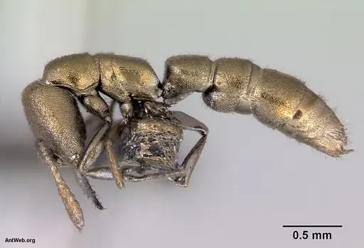 Fulakora papuana - CASENT0172261