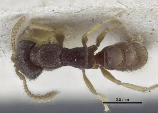 Fulakora papuana - CASENT0916705