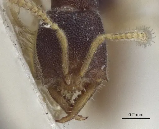 Fulakora papuana - CASENT0916705