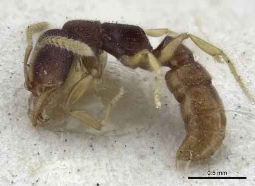 Fulakora papuana - CASENT0916705