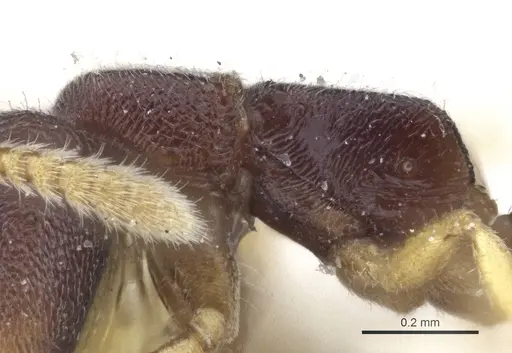 Fulakora papuana - CASENT0916705