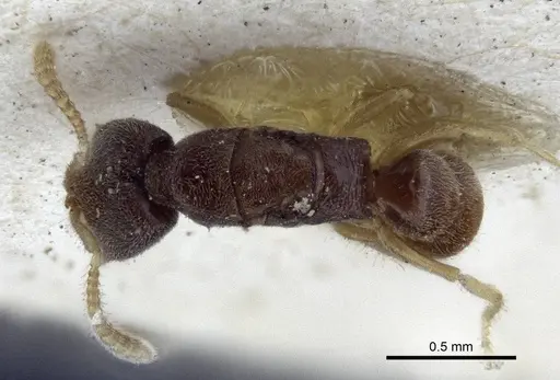 Fulakora papuana - CASENT0916706