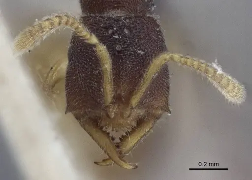 Fulakora papuana - CASENT0916706