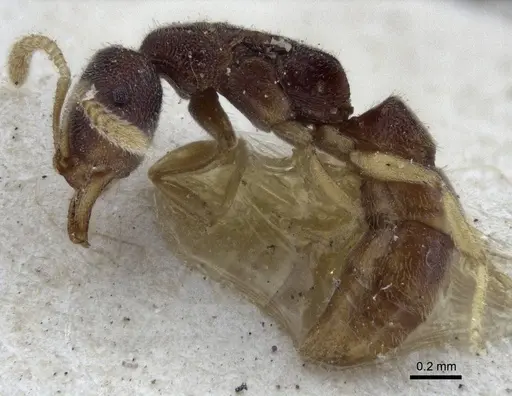 Fulakora papuana - CASENT0916706