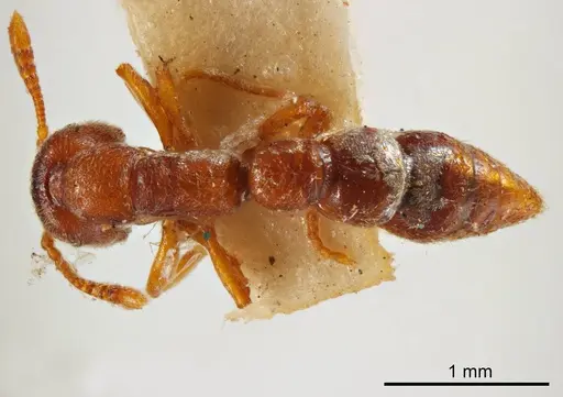 Fulakora punctulata specimen