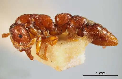 Fulakora punctulata specimen