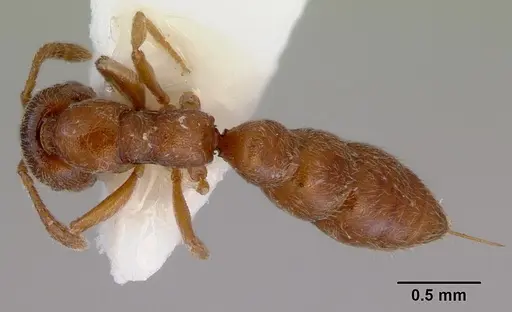 Fulakora punctulata - CASENT0172220