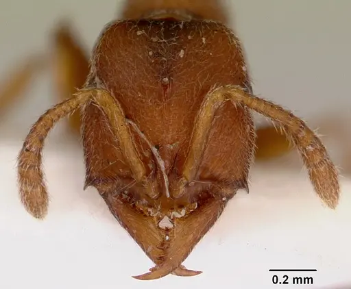 Fulakora punctulata - CASENT0172220