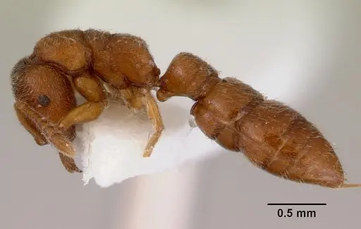 Fulakora punctulata - CASENT0172220