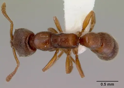 Fulakora punctulata - CASENT0172221