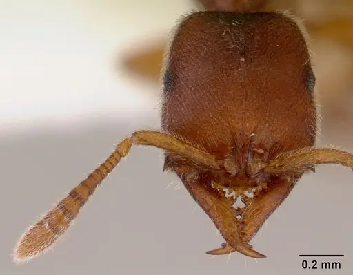 Fulakora punctulata - CASENT0172221