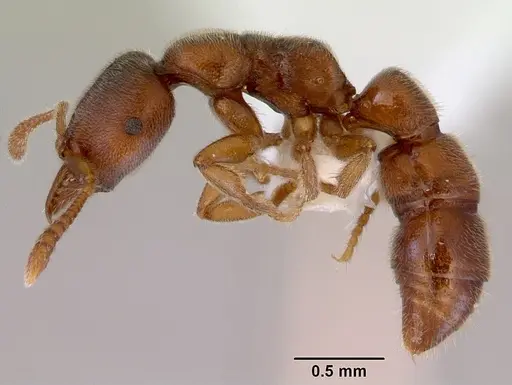 Fulakora punctulata - CASENT0172221