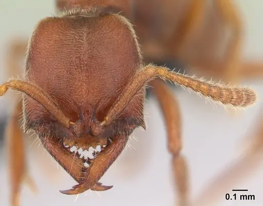 Fulakora saundersi specimen