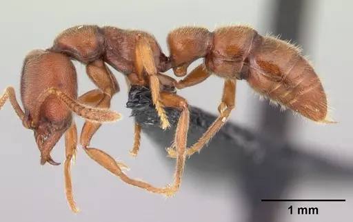 Fulakora saundersi specimen