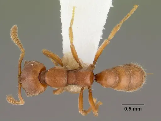 Fulakora saundersi - CASENT0102189