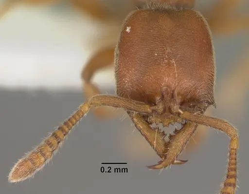 Fulakora saundersi - CASENT0102189