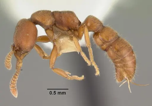 Fulakora saundersi - CASENT0102189