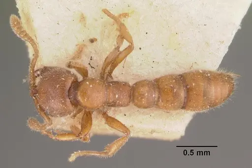 Fulakora saundersi - CASENT0102518