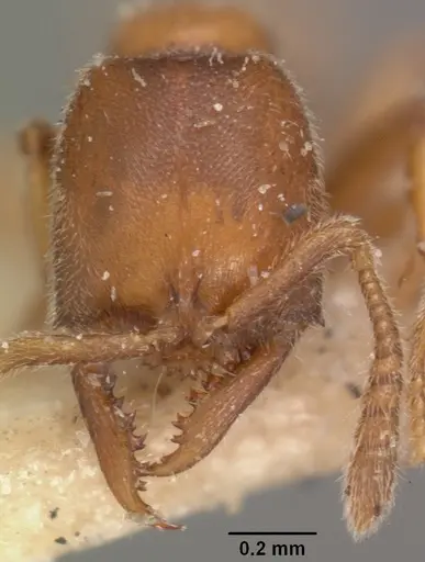 Fulakora saundersi - CASENT0102518