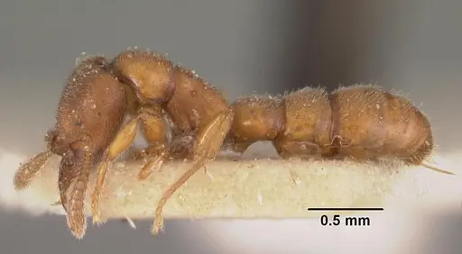 Fulakora saundersi - CASENT0102518