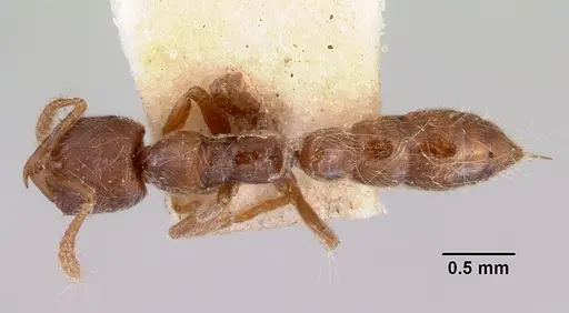 Fulakora saundersi - CASENT0172248