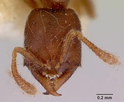 Fulakora saundersi - CASENT0172248