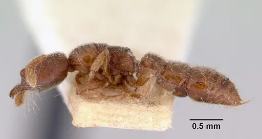 Fulakora saundersi - CASENT0172248