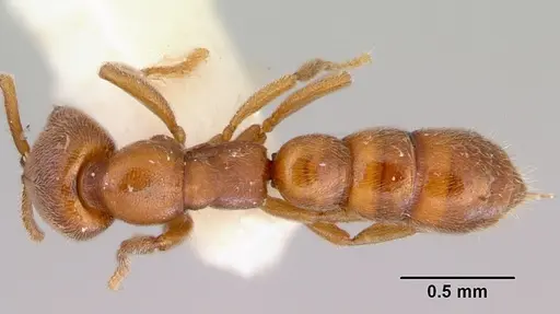 Fulakora saundersi - CASENT0172249