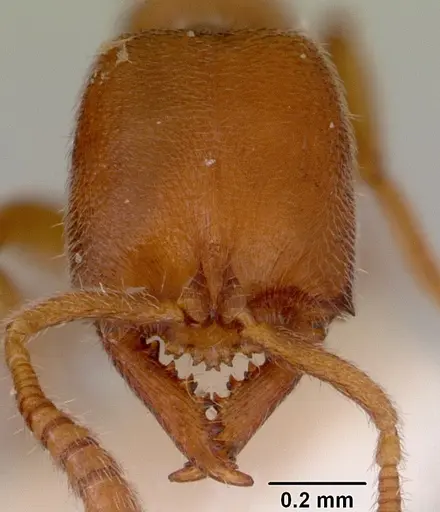 Fulakora saundersi - CASENT0172249