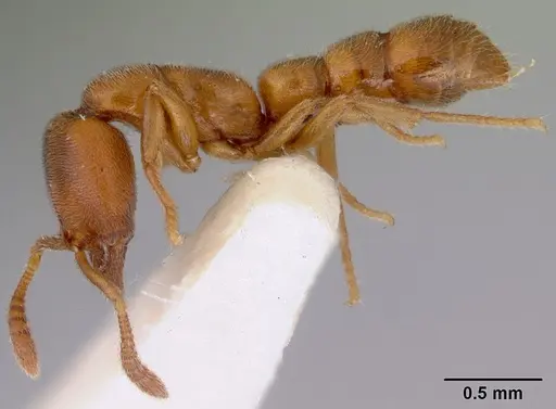 Fulakora saundersi - CASENT0172249