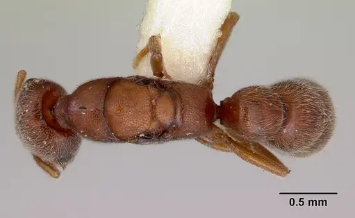 Fulakora saundersi - CASENT0172250