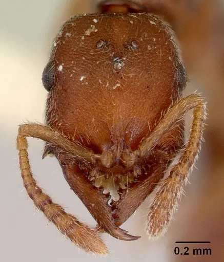 Fulakora saundersi - CASENT0172250