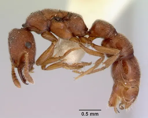 Fulakora saundersi - CASENT0172250